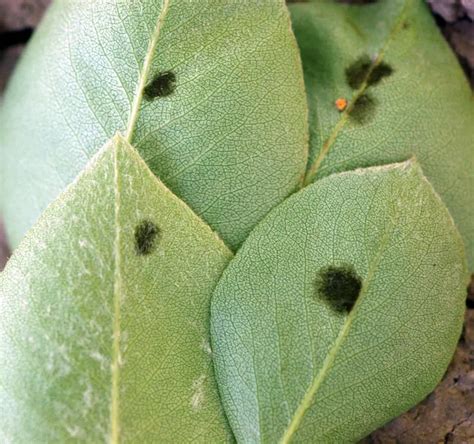 Feuille de poirier atteinte de tavelure avec des taches noires