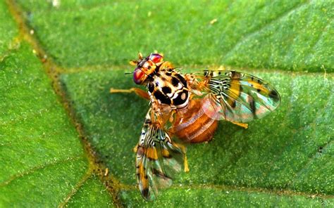 Mouche méditerranéenne des fruits sur un kaki