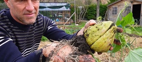 Illustration montrant la plantation d'un fruit de chayotte en pleine terre avec un tuteur