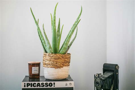 Aloe Vera et lierre dans un même pot