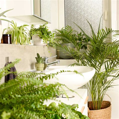Plantes dépolluantes dans une salle de bain