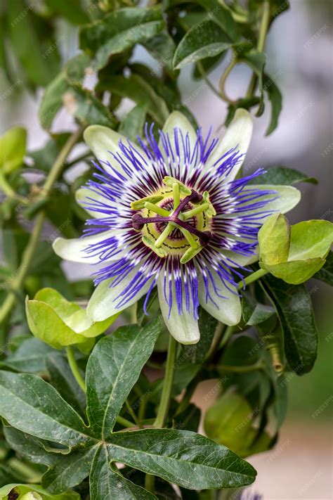 Gros plan sur une fleur de passiflore montrant ses filaments complexes