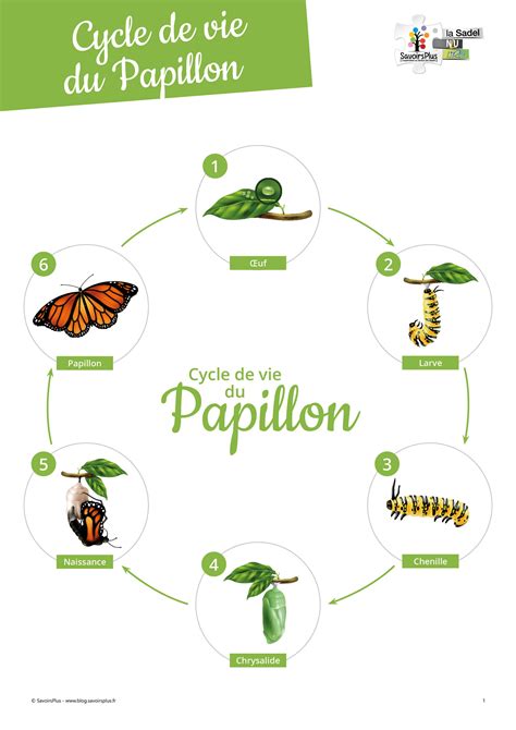Schéma illustrant le cycle de vie d'un lépidoptère, de l'œuf au papillon