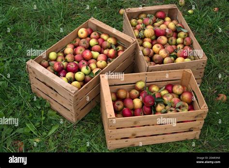 Cagettes de bois remplies de pommes rubinettes fraîchement cueillies à Saint-Aignan-de-Grandlieu