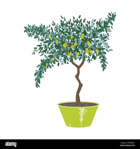 Illustration d'un citronnier greffé