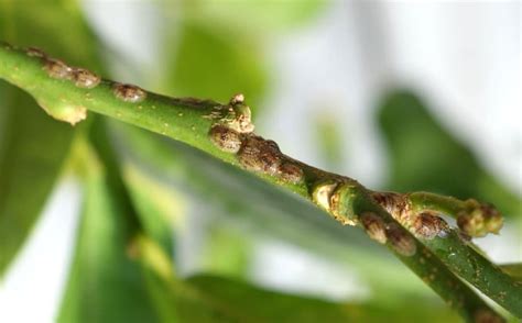Gros plan sur des cochenilles sur une feuille de citronnier