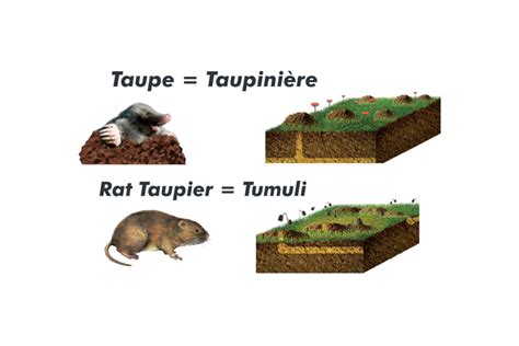 Schéma morphologique comparatif entre un mulot et un campagnol