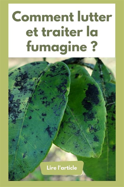 Infographie comparative des traitements naturels contre la fumagine