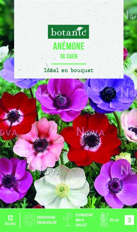 Diagramme comparatif des fleurs d'anémone de Caen (simples) et Sainte Brigitte (doubles)