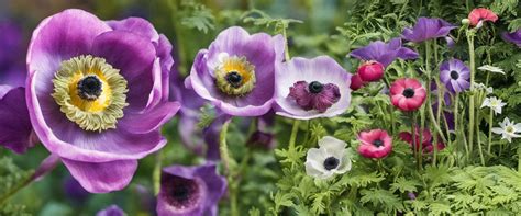 Infographie illustrant les différentes utilisations des anémones dans un jardin