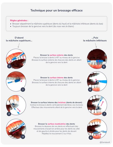 Infographie montrant la fréquence de brossage recommandée par type de pelage
