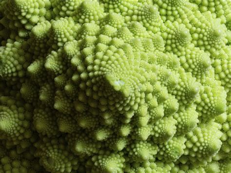 gros plan sur le chou romanesco avec sa géométrie fractale caractéristique