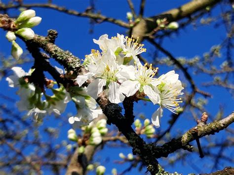 prunier en fleur avec feuilles