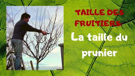 taille d'un prunier