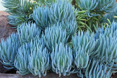Senecio mandraliscae en massif