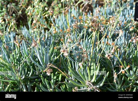 Gros plan sur les feuilles cylindriques du Senecio mandraliscae