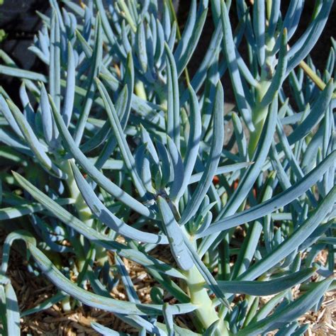 Senecio mandraliscae en pot sur une terrasse
