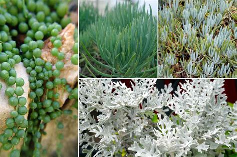 Comparaison entre Senecio mandraliscae et Senecio rowleyanus