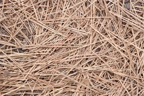 Photo de paillage d'aiguilles de pin au pied d'un hortensia