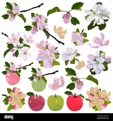 Illustration botanique d'un pommier en fleurs avec ses feuilles caduques