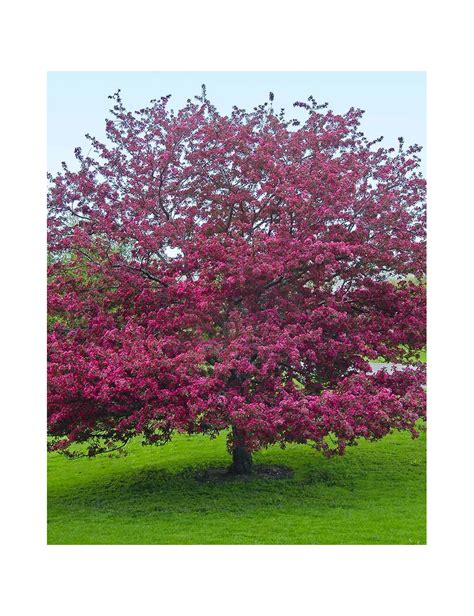 Vue d'un pommier d'ornement Malus floribunda en pleine floraison printanière