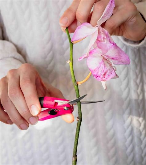 Photo montrant le geste technique pour pincer ou couper une fleur fanée juste au-dessus du nœud foliaire