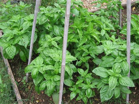 Planter du basilic dans un jardin ensoleillé