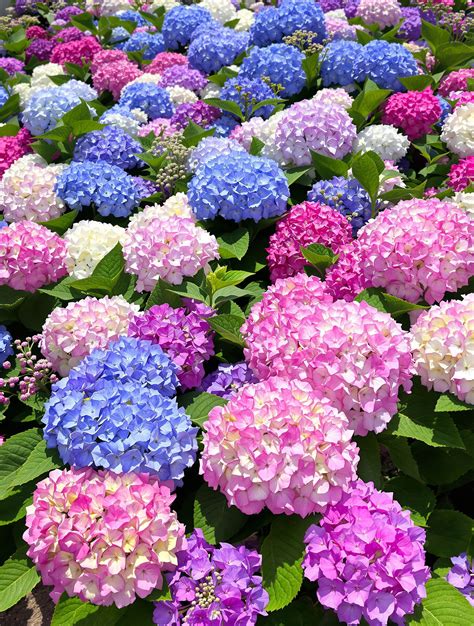 Champ de fleurs d'hortensias en pleine floraison estivale