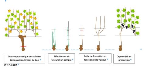 Photo gros plan d'une taille de formation sur un jeune cep de vigne