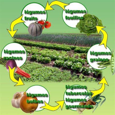 schéma explicatif de la rotation des cultures incluant les pois, les légumes-feuilles et les légumes-fruits