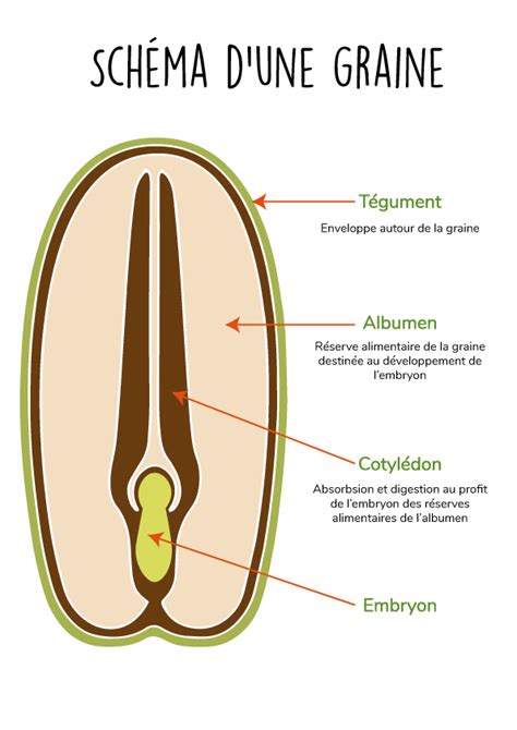 Schéma technique montrant la structure d'une semence tapissier avec sa tige carrée et sa tête plate