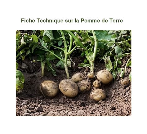 Illustration historique de la pomme de terre introduite en Europe