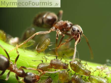 Schéma des interactions entre fourmis, pucerons et laurier rose
