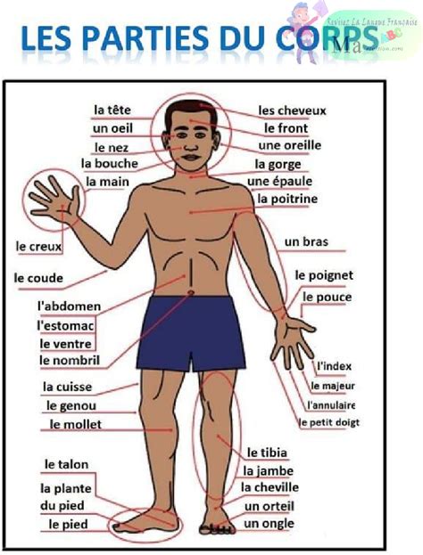 Schéma anatomique montrant les zones du corps les plus sollicitées lors du jardinage : dos, épaules, genoux et poignets