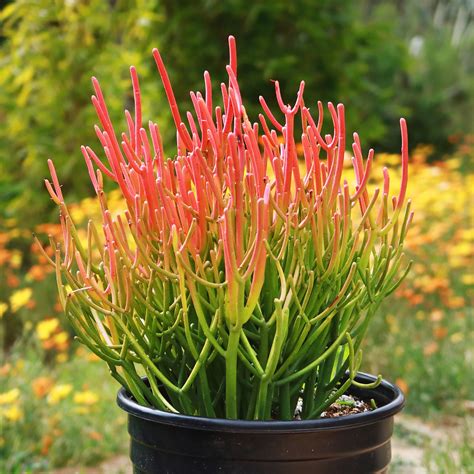 Euphorbia tirucalli adulte en pot