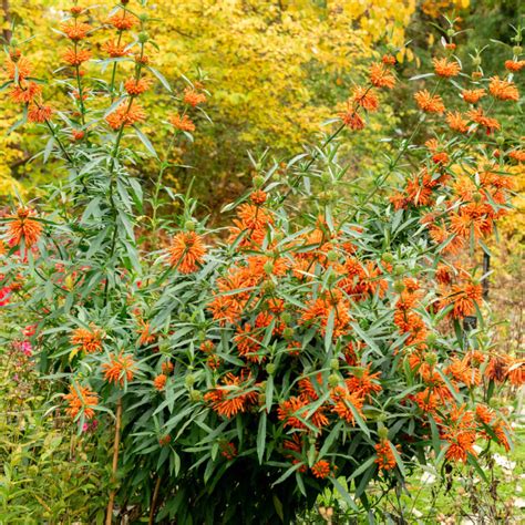 Leonotis leonurus en fleurs orangées