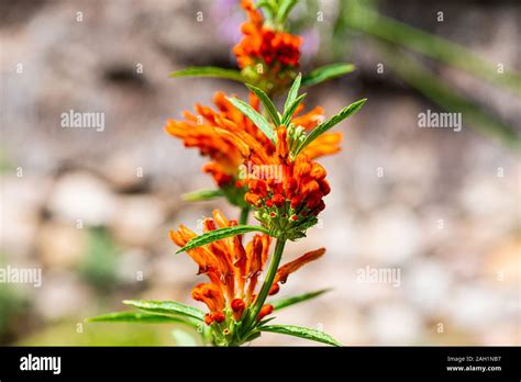 Détail d'une fleur de Leonotis leonurus