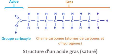 Schéma de la structure moléculaire des acides gras présents dans l'huile