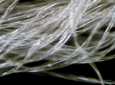 Comparaison microscopique d'une fibre capillaire traitée vs non traitée
