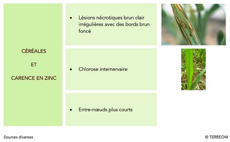 Infographie comparative des symptômes de carence et solutions pour le Caladium