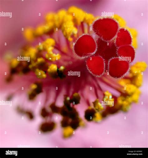 fleurs d'hibiscus en gros plan montrant le tube d'étamines et les pétales