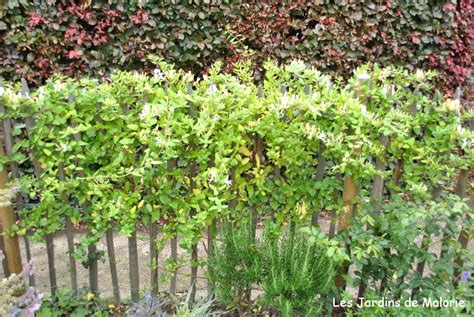 Schéma illustrant les différentes utilisations du chèvrefeuille au jardin : pergola, mur, clôture, couvre-sol