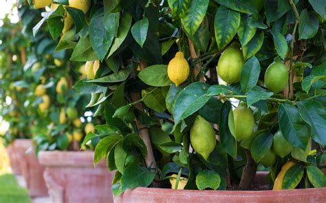 citronnier en pot avec des fruits jaunes et verts