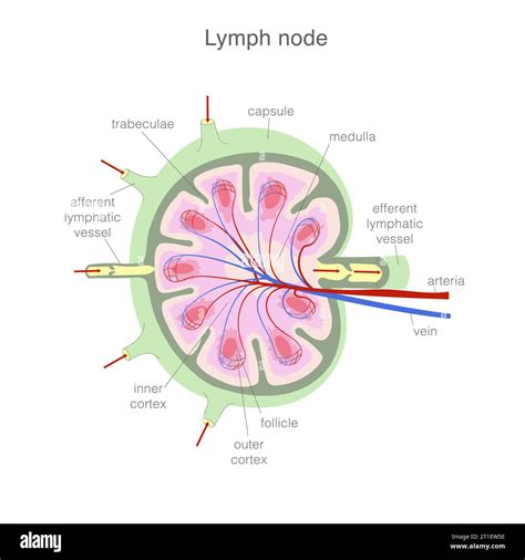 schéma de coupe d'un citron montrant la structure interne