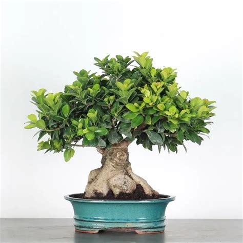 Ficus Ginseng aux racines apparentes