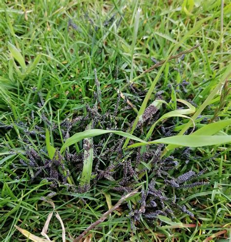 Vue rapprochée de taches noires visqueuses sur un gazon