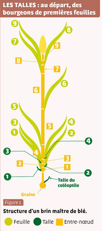 Infographie comparant une céréale au stade tallage optimal versus un tallage excessif