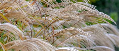 Miscanthus en fleurs dans un jardin