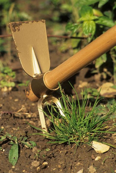 Outils de jardinage pour la division de souche