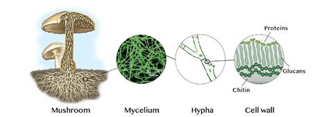 Mycélium de champignon se développant sur un substrat